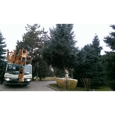 Транспортировка погрузка и разгрузка деревьев из питомника PLANTS в Алматы 