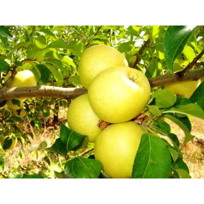 Яблоня золотое превосходное саженцы плодовые деревья питомник растений PLANTS 