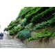Вертикальное озеленение домов склонов скверов парков в алматы