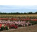 плетистые розы купить в алматы саженцы роз вьющиеся питомник растений PLANTS