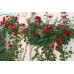 плетистые розы купить в алматы саженцы роз вьющиеся питомник растений PLANTS