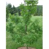 Дуб черешчатый – Quercus robur