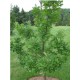 Дуб черешчатый – Quercus robur