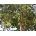 Гледичия трехколючковая купить в Алматы| Саженцы лиственных деревьев питомник PLANTS