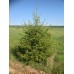 Живую елку купить в Алматы на Новый год зеленые голубые ели