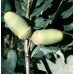 Дуб черешчатый обыкновенный дерево купить саженцы в алматы в казахстане питомник растений PLANTS