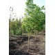 Бархат амурский – Phellodendron amurense