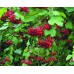Саженцы калины красной купить в алматы в Казахстане плодовые деревья питомник растений PLANTS