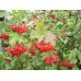 Саженцы калины красной купить в алматы в Казахстане плодовые деревья питомник растений PLANTS