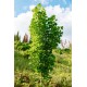 Клен остролистный зеленый Acer platanoides