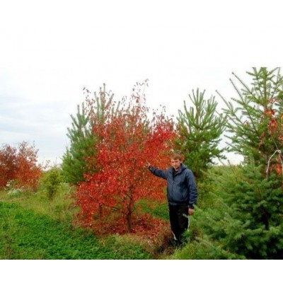 Клен краснолистный саженцы купить в алматы лиственные деревья в казахстане питомник растений PLANTS
