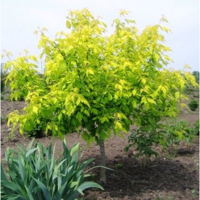 Клен ясенелистный Acer negundo саженцы купить в алматы крастнолистный зеленый желтый в Казахстане