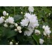 Саженцы чубушника жасмина купить в алматы в Казахстане питомник растений PLANTS
