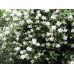 Саженцы чубушника жасмина купить в алматы в Казахстане питомник растений PLANTS