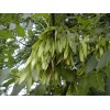 Ясень зеленый – Fraxinus pennsylvanica