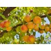 Саженцы персика купить в алматы низкие цены питомник PLANTS