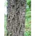 Бархат амурский купить в Алматы Саженцы лиственных деревьев питомник PLANTS