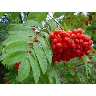 Рябина красная обыкновенная саженцы купить в алматы плодовые деревья в Казахстане питомник растений 