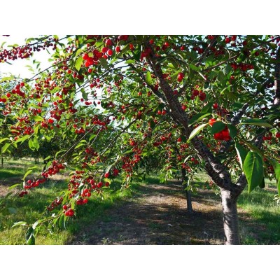 Саженцы вишни купить в алматы отправка по Казахстану плодовые деревья питомник растений PLANTS