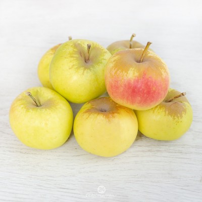 Яблоня лимонка саженцы купить в Алматы плодовые деревья в Казахстане питомник растений PLANTS 