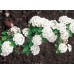 Спирея японская купить саженцы в алматы отправка по Казахстану питомник PLANTS