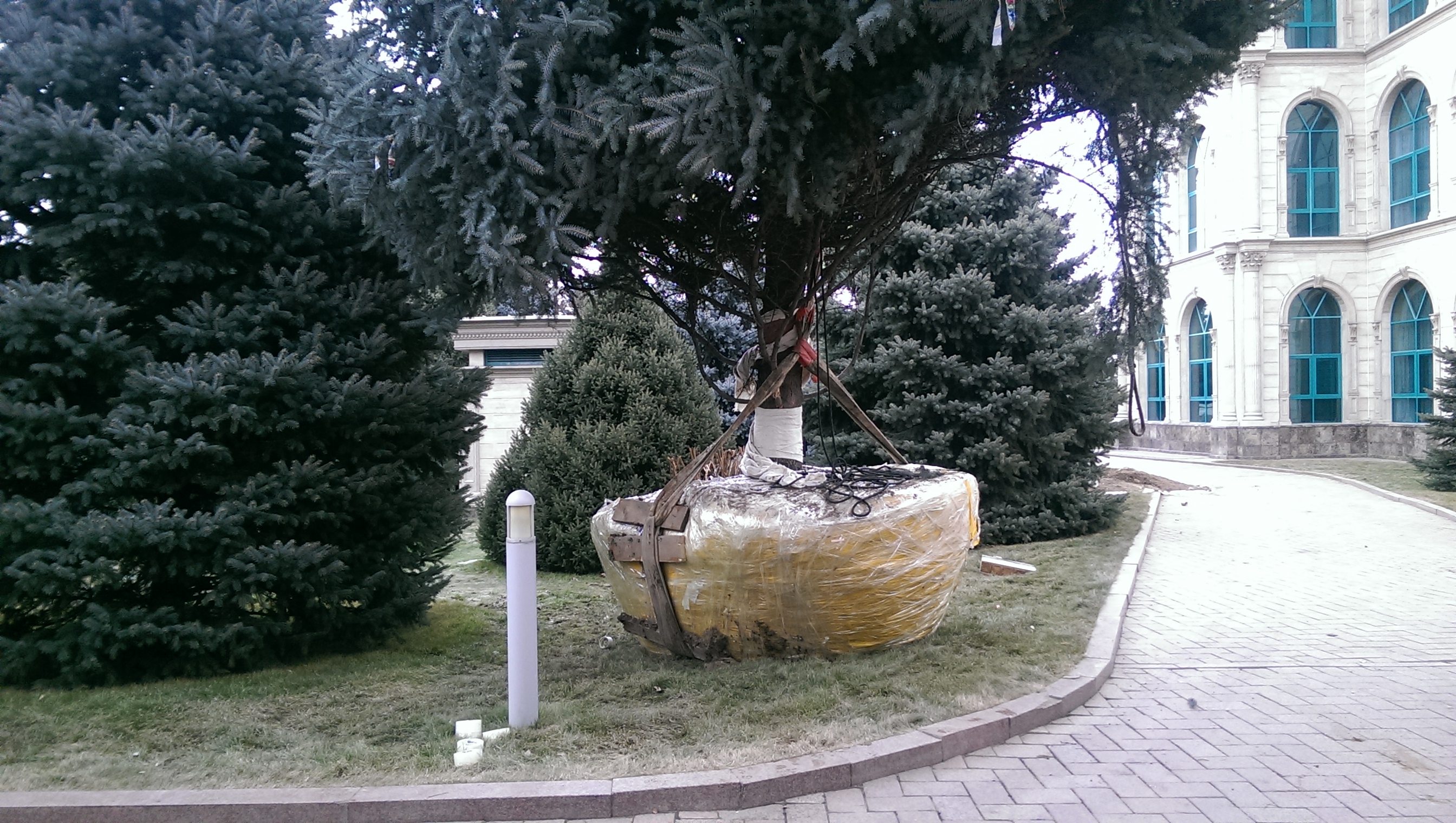 пересадка крупномеров в алматы