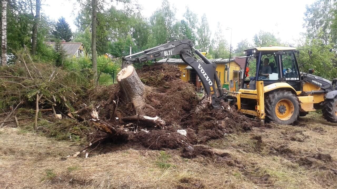 Чистка участка в Алматы от зарослей, бурьяна и камыша — компания plants.kz