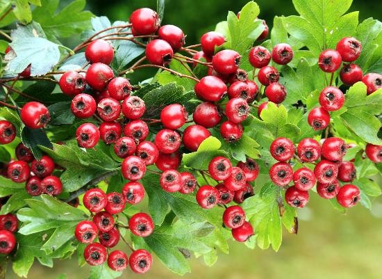 Саженцы боярышника купить в Алматы: красный обыкновенный