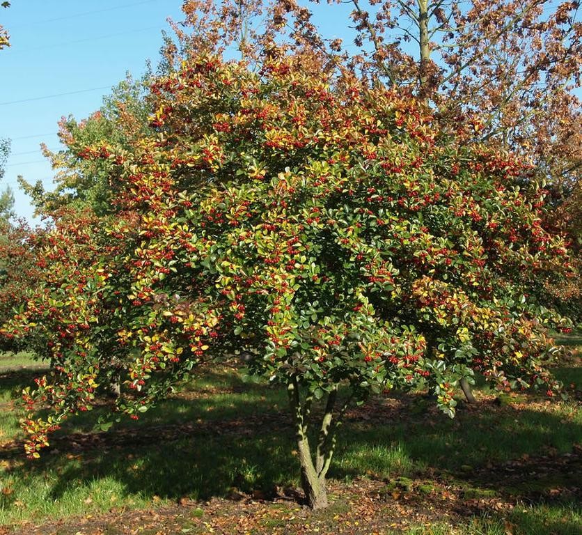 Саженцы боярышника купить в Алматы: красный обыкновенный